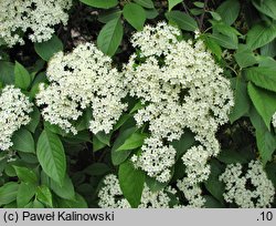 Viburnum lentago (kalina kanadyjska)