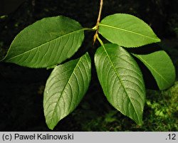 Viburnum lentago (kalina kanadyjska)