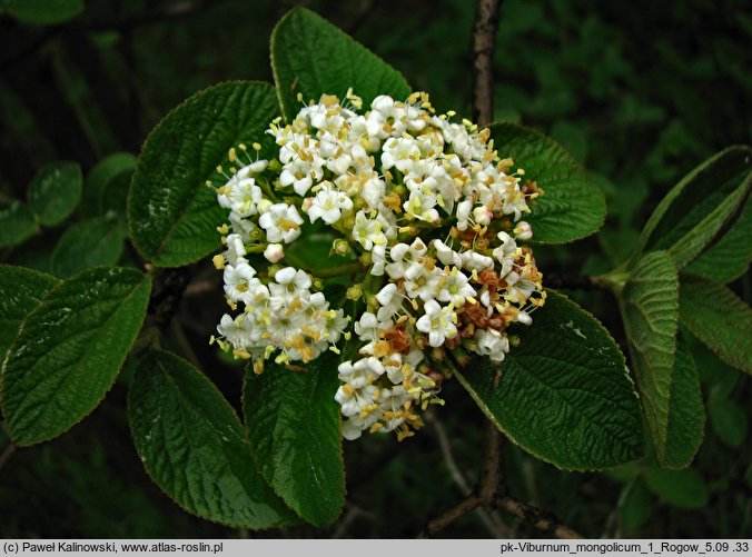 Viburnum mongolicum (kalina mongolska)