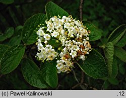 Viburnum mongolicum (kalina mongolska)