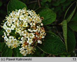 Viburnum mongolicum (kalina mongolska)