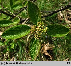 Viburnum mongolicum (kalina mongolska)