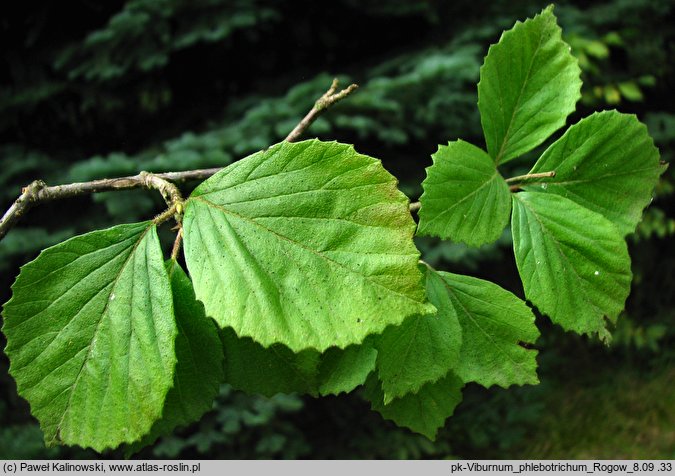 Viburnum phlebotrichum