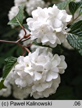 Viburnum plicatum (kalina japońska)