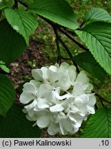 Viburnum plicatum (kalina japońska)