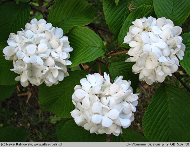 Viburnum plicatum (kalina japońska)