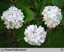 Viburnum plicatum (kalina japońska)