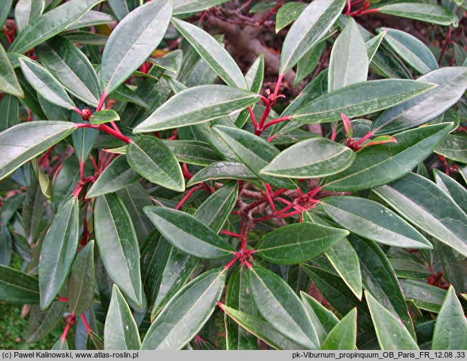 Viburnum propinquum