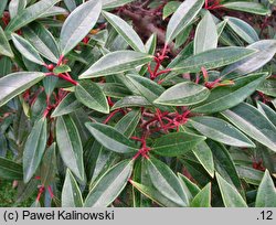 Viburnum propinquum