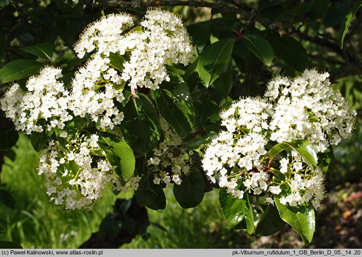 Viburnum rufidulum (kalina czerwonawa)