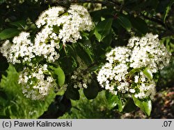 Viburnum rufidulum (kalina czerwonawa)