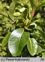 Viburnum rufidulum (kalina czerwonawa)