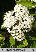 Viburnum rufidulum (kalina czerwonawa)