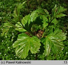 Viburnum sargentii (kalina Sargenta)