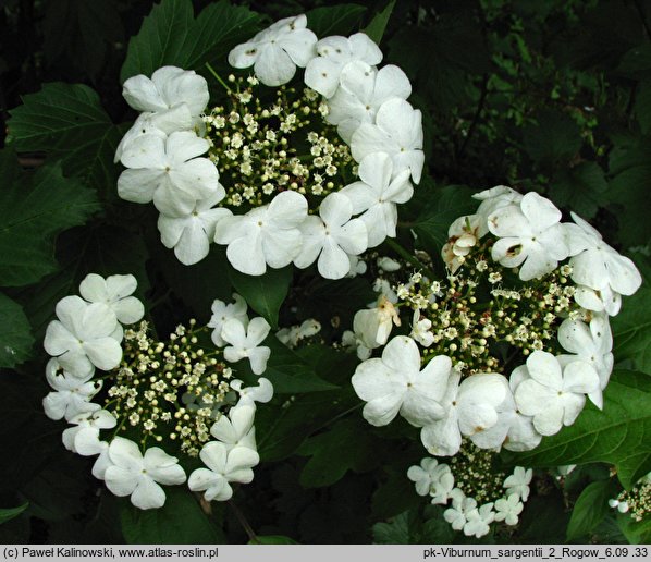 Viburnum sargentii (kalina Sargenta)