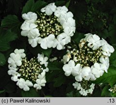 Viburnum sargentii (kalina Sargenta)