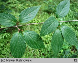 Viburnum setigerum (kalina herbaciana)