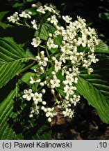 Viburnum sieboldii (kalina Siebolda)