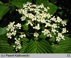 Viburnum sieboldii (kalina Siebolda)