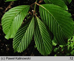 Viburnum sieboldii (kalina Siebolda)