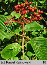 Viburnum sieboldii (kalina Siebolda)