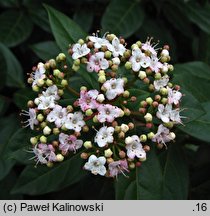 Viburnum tinus (kalina wawrzynowata)