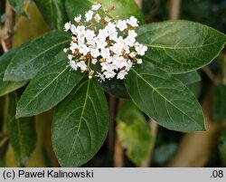 Viburnum tinus (kalina wawrzynowata)