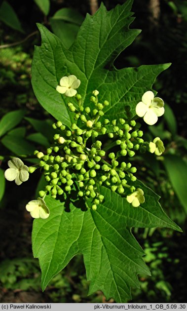 Viburnum trilobum (kalina amerykańska)