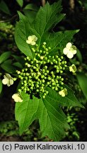 Viburnum trilobum (kalina amerykańska)