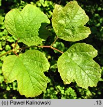 Viburnum trilobum (kalina amerykańska)