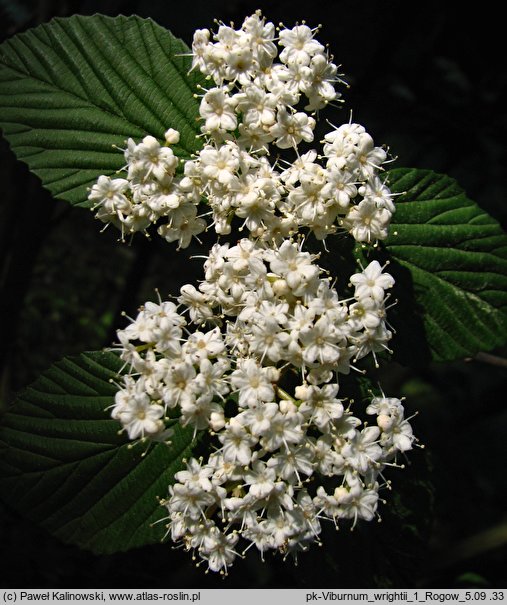 Viburnum wrightii (kalina Wrighta)