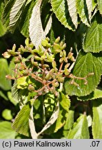 Viburnum wrightii (kalina Wrighta)