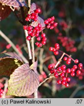 Viburnum wrightii (kalina Wrighta)