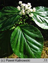 Viburnum wrightii (kalina Wrighta)