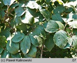 Viburnum carlesii Juddii