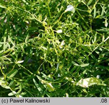 Vicia articulata (wyka jednokwiatowa)