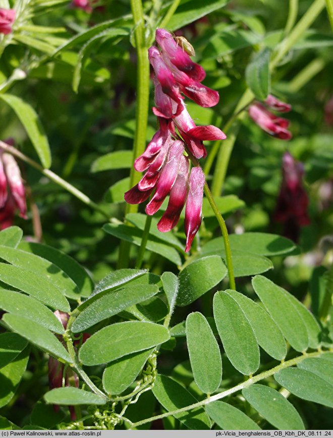 Vicia benghalensis (wyka bengalska)