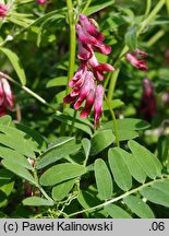 Vicia benghalensis (wyka bengalska)