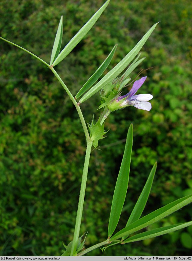 Vicia bithynica (wyka turecka)