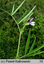 Vicia bithynica (wyka turecka)