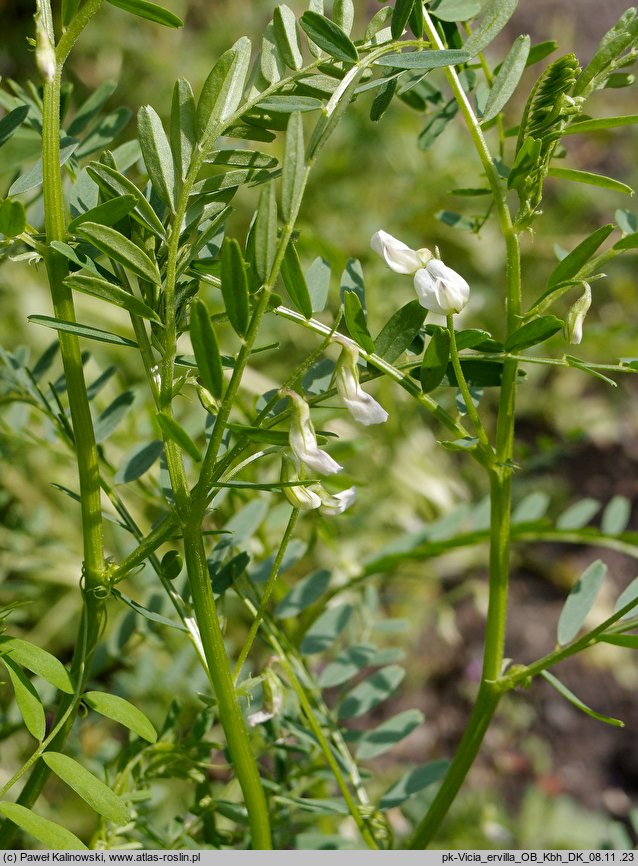 Vicia ervilia (wyka soczewicowata)