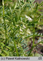 Vicia ervilia (wyka soczewicowata)