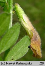 Vicia lutea (wyka żółta)