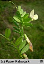 Vicia lutea (wyka żółta)