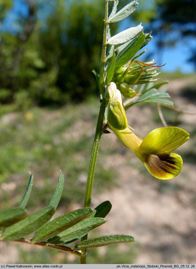 Vicia melanops (wyka ciemnoplamka)