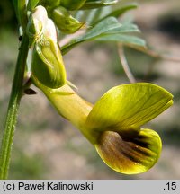 Vicia melanops (wyka ciemnoplamka)