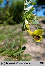 Vicia melanops (wyka ciemnoplamka)