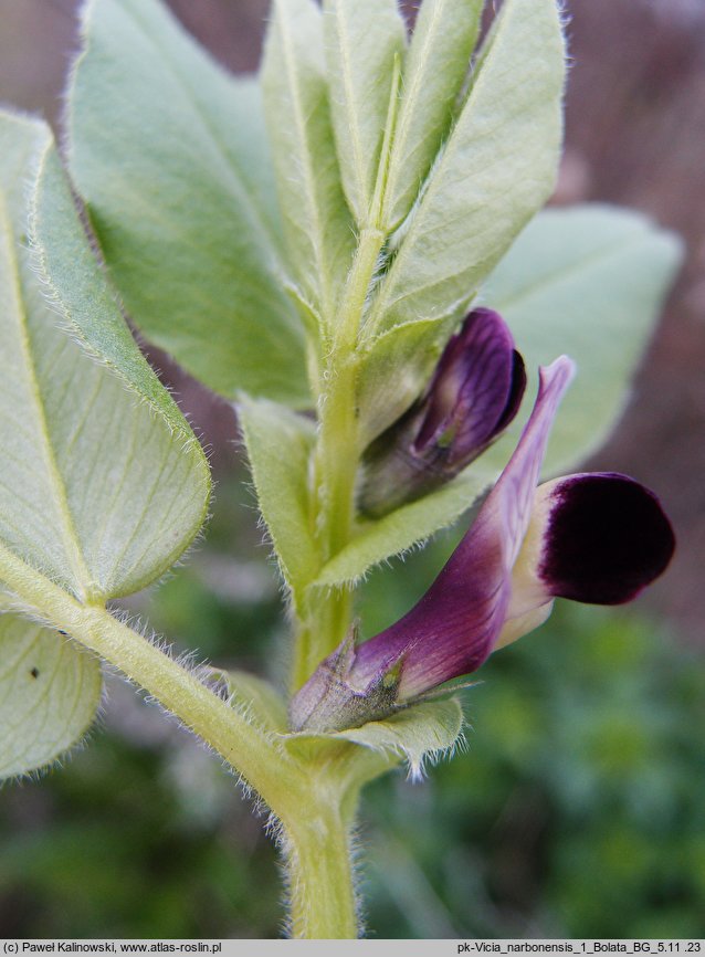 Vicia narbonensis (wyka narbońska)