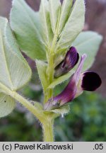 Vicia narbonensis (wyka narbońska)