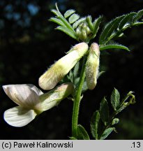 Vicia pannonica (wyka pannońska)